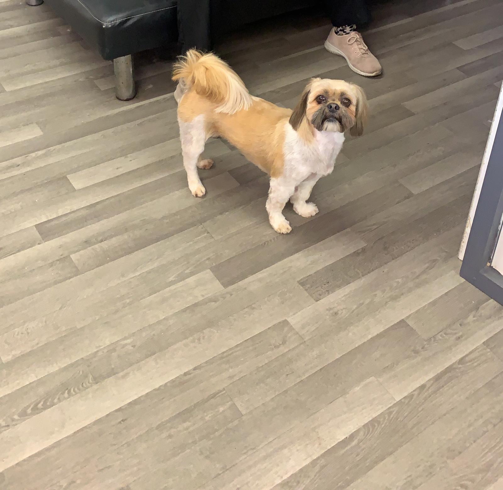 Furry Tails grooming gallery photo 2