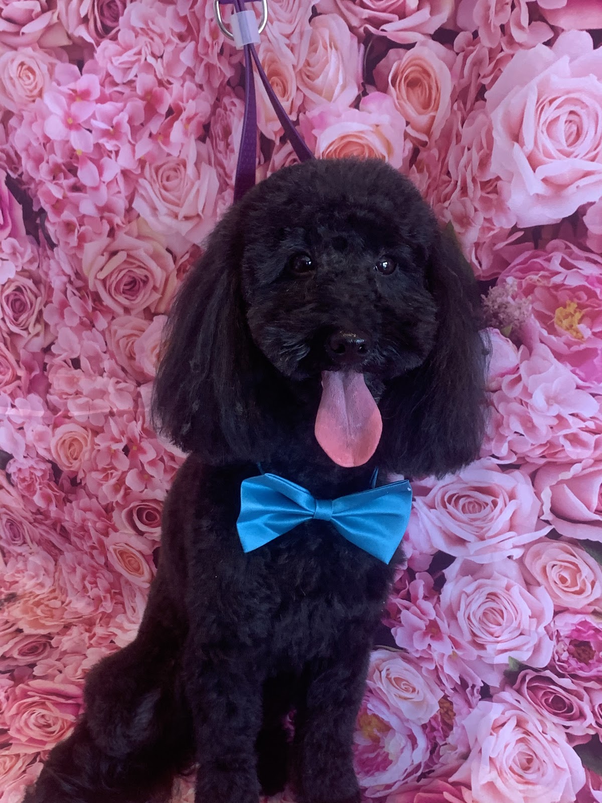 Furry Tails grooming gallery photo 4