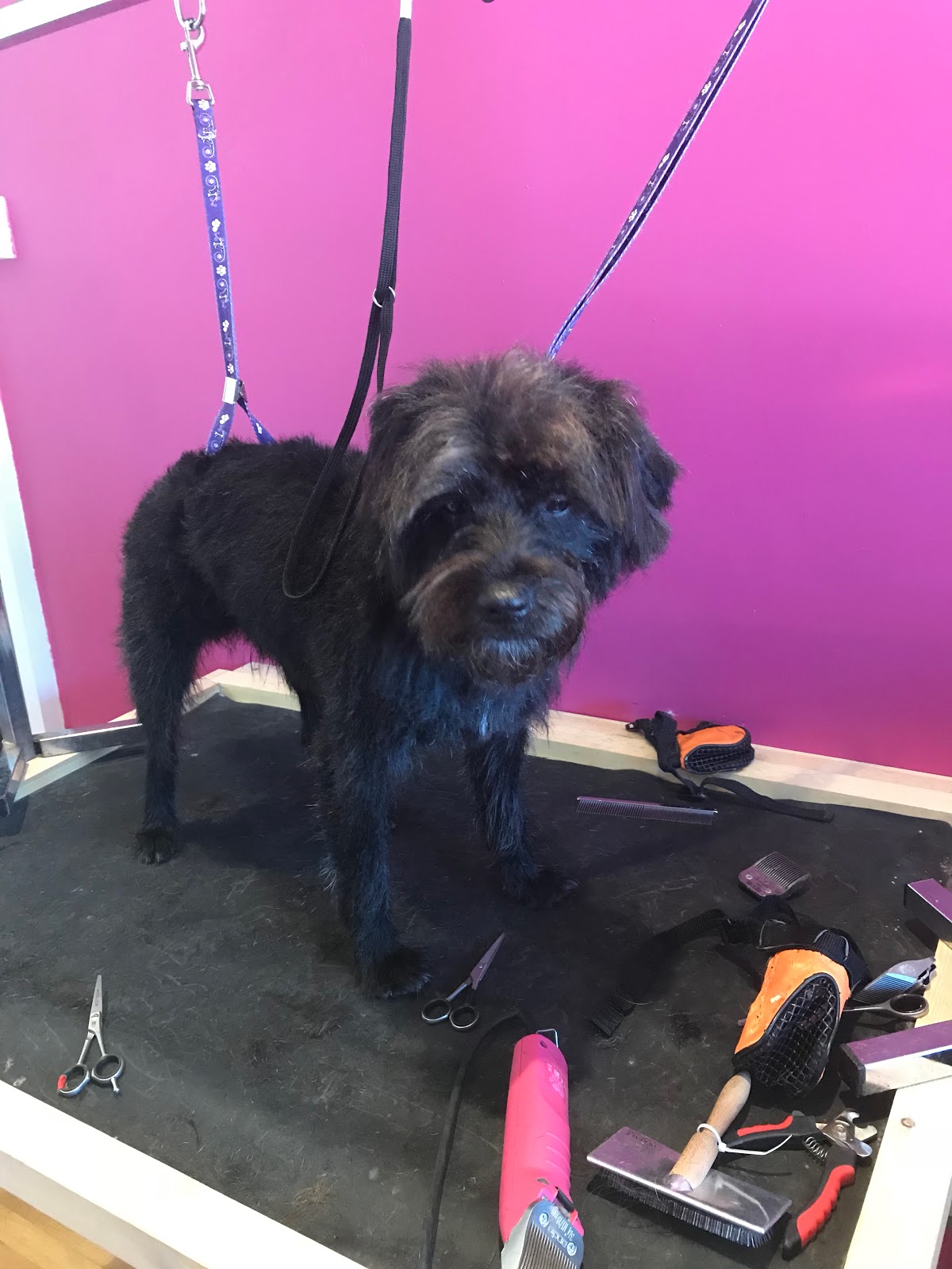 Furry Tails grooming gallery photo 5