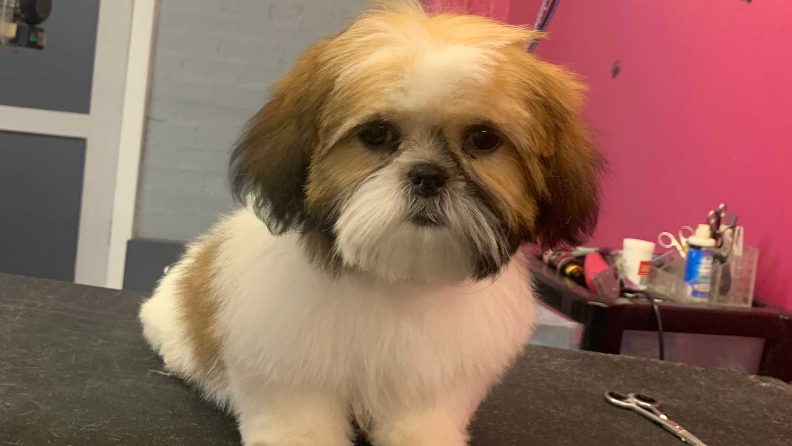 Happy dog being groomed at Furry Tails in Accrington